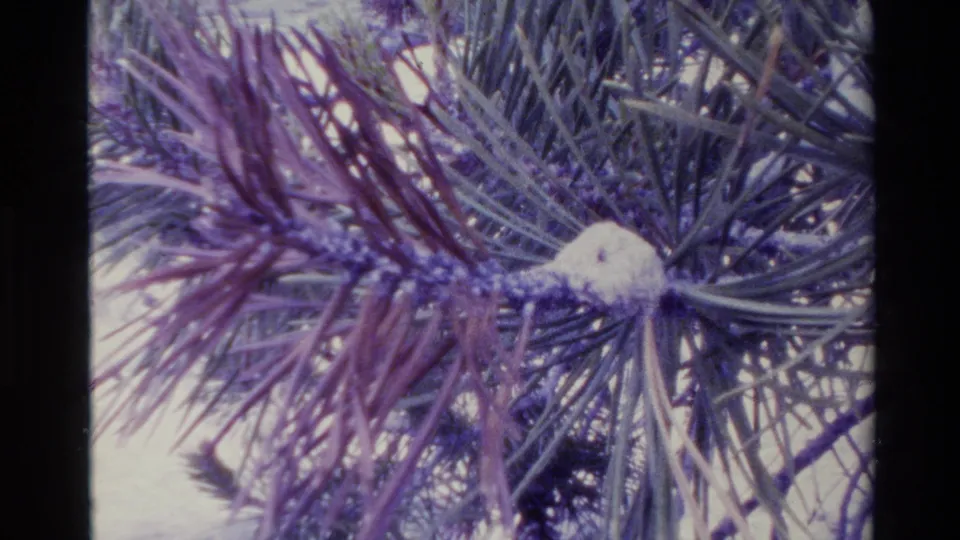Big Sur home-movie frame showing a close pine branch detail with a white lumpy object and pronounced purple-blue color cast.