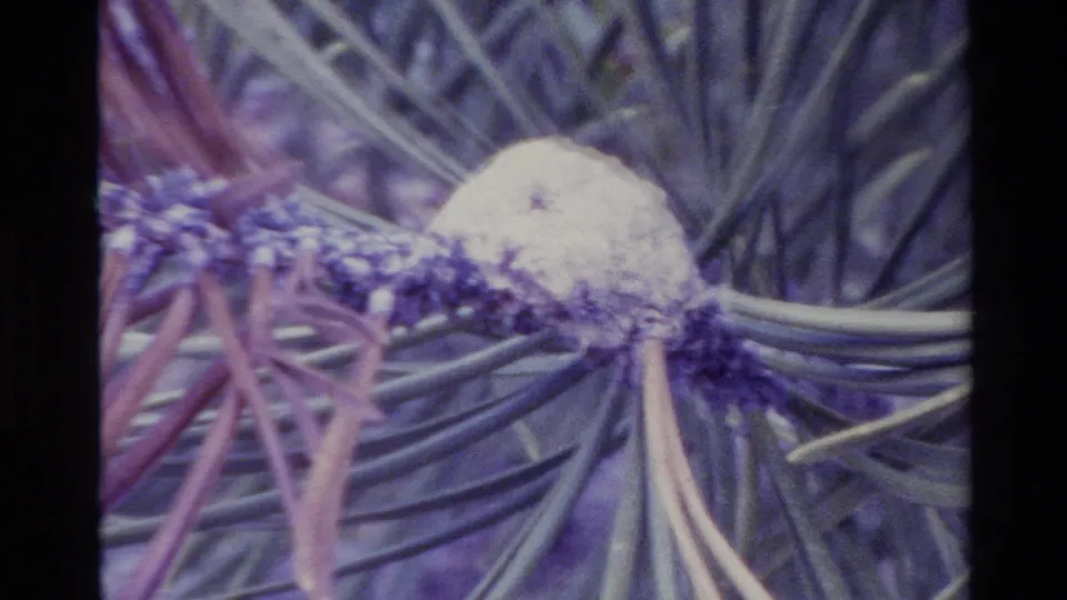 Tighter 1980 Big Sur 8mm frame of a white lumpy object on a pine branch, surrounded by soft purple-blue needles.