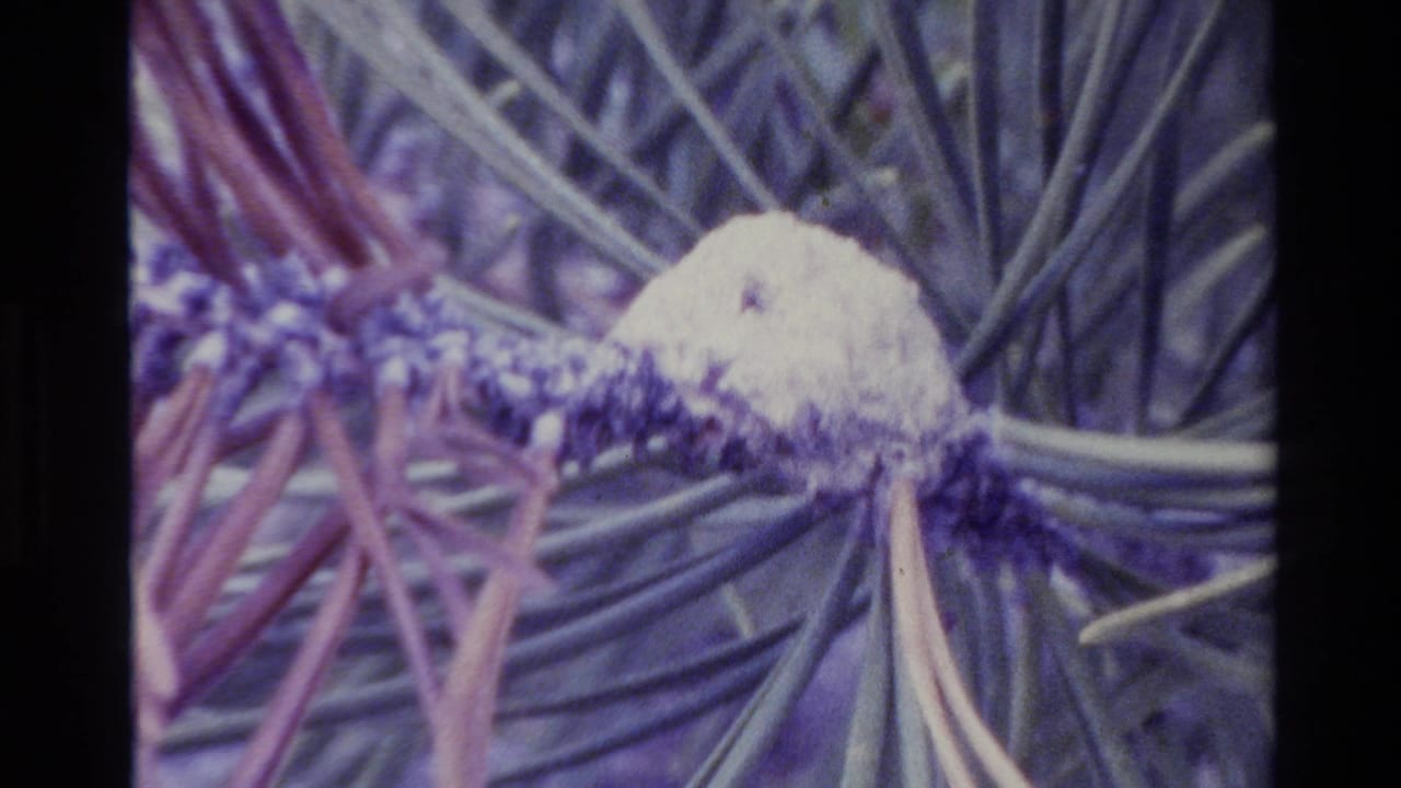 1980 Big Sur 8mm frame showing pine needles and a white cottony gall on a branch in soft, color-shifted focus.