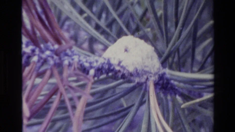 1980 Big Sur 8mm frame showing pine needles and a white cottony gall on a branch in soft, color-shifted focus.