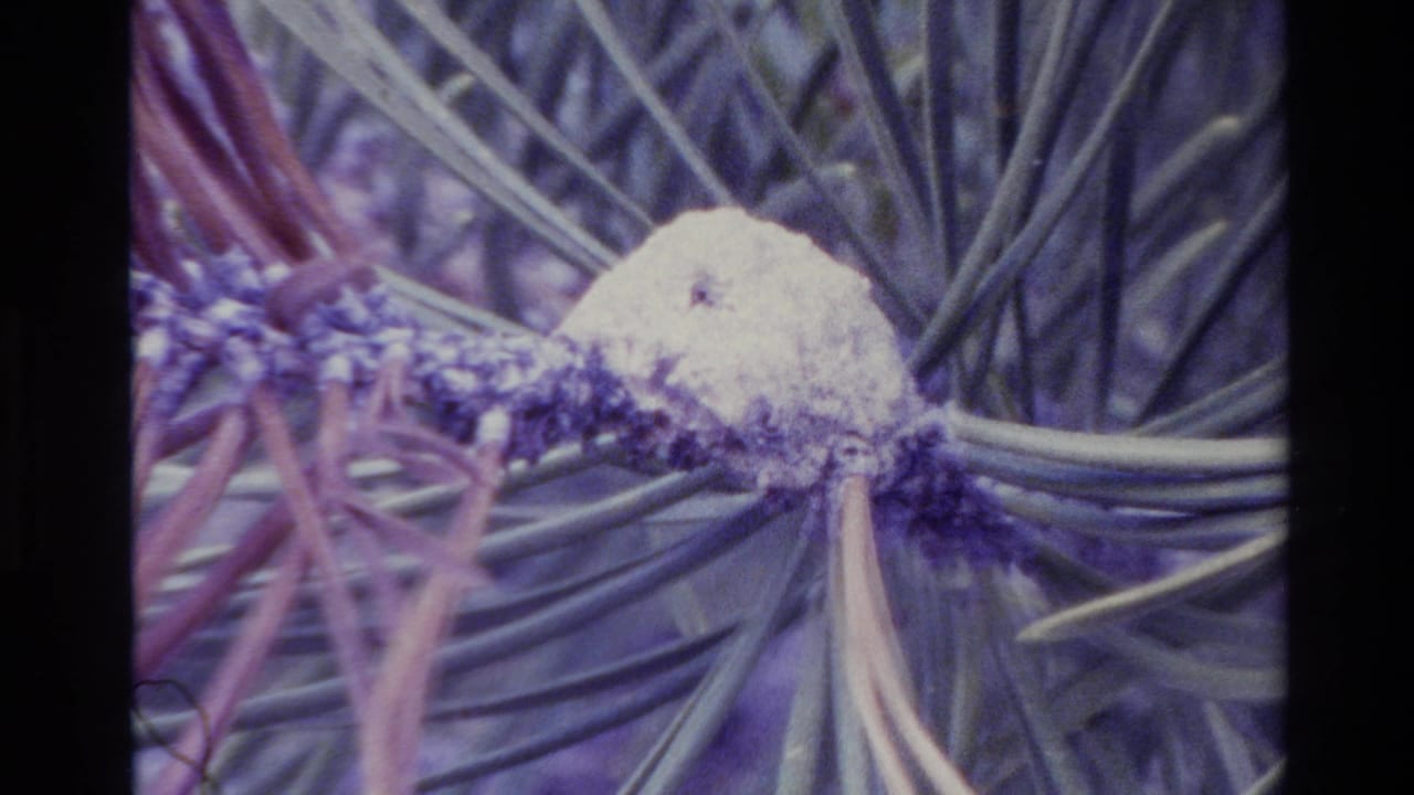 Close 8mm view of a pale gall on a pine branch in Big Sur, with needles filling the frame and visible film grain.