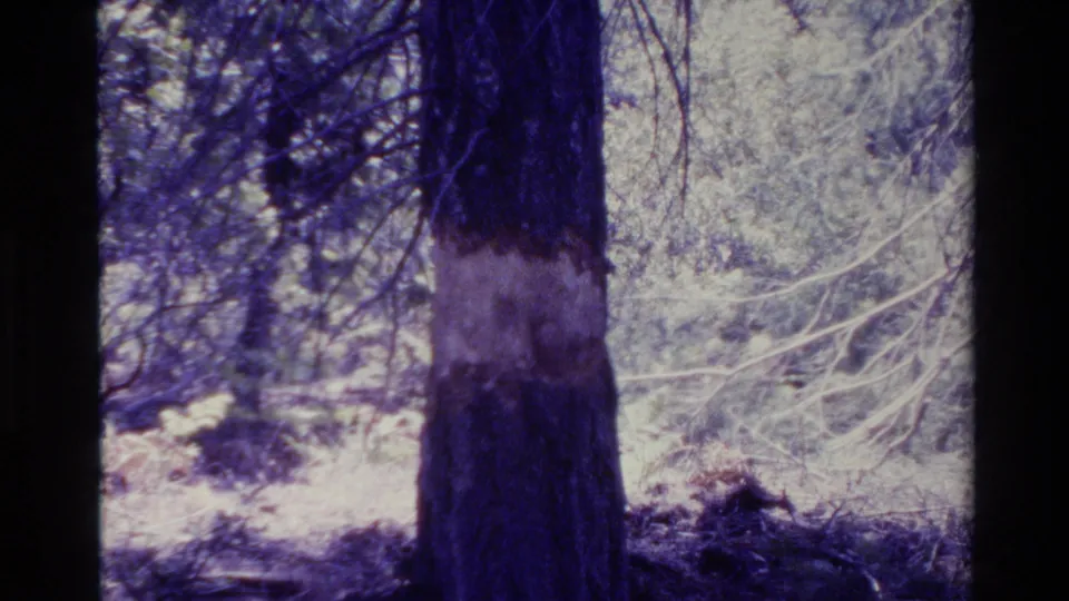 1980 Big Sur forest frame with a dark tree trunk, pale bark patch, branches, and bright woodland background.