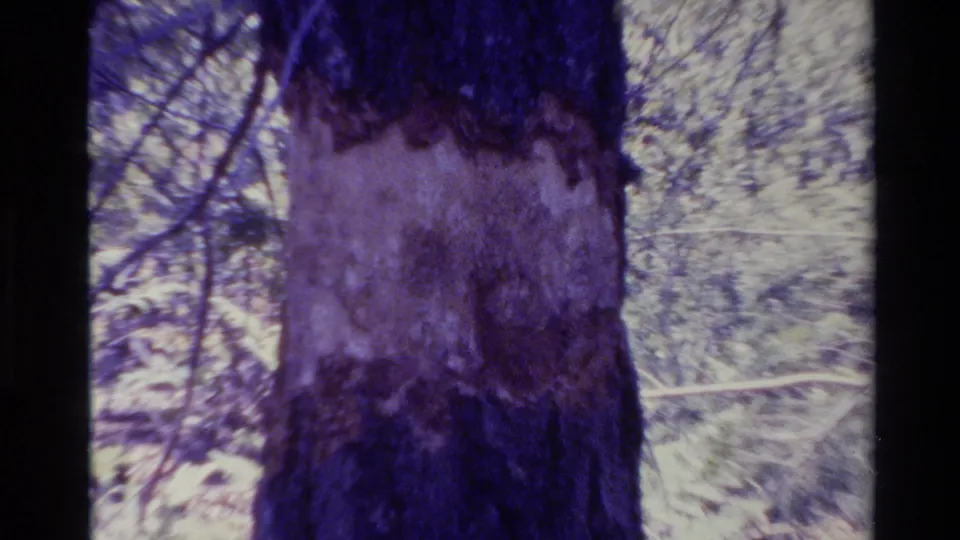 Big Sur 8mm frame showing a tree trunk with a light bark patch, surrounded by soft forest branches and aged color shift.