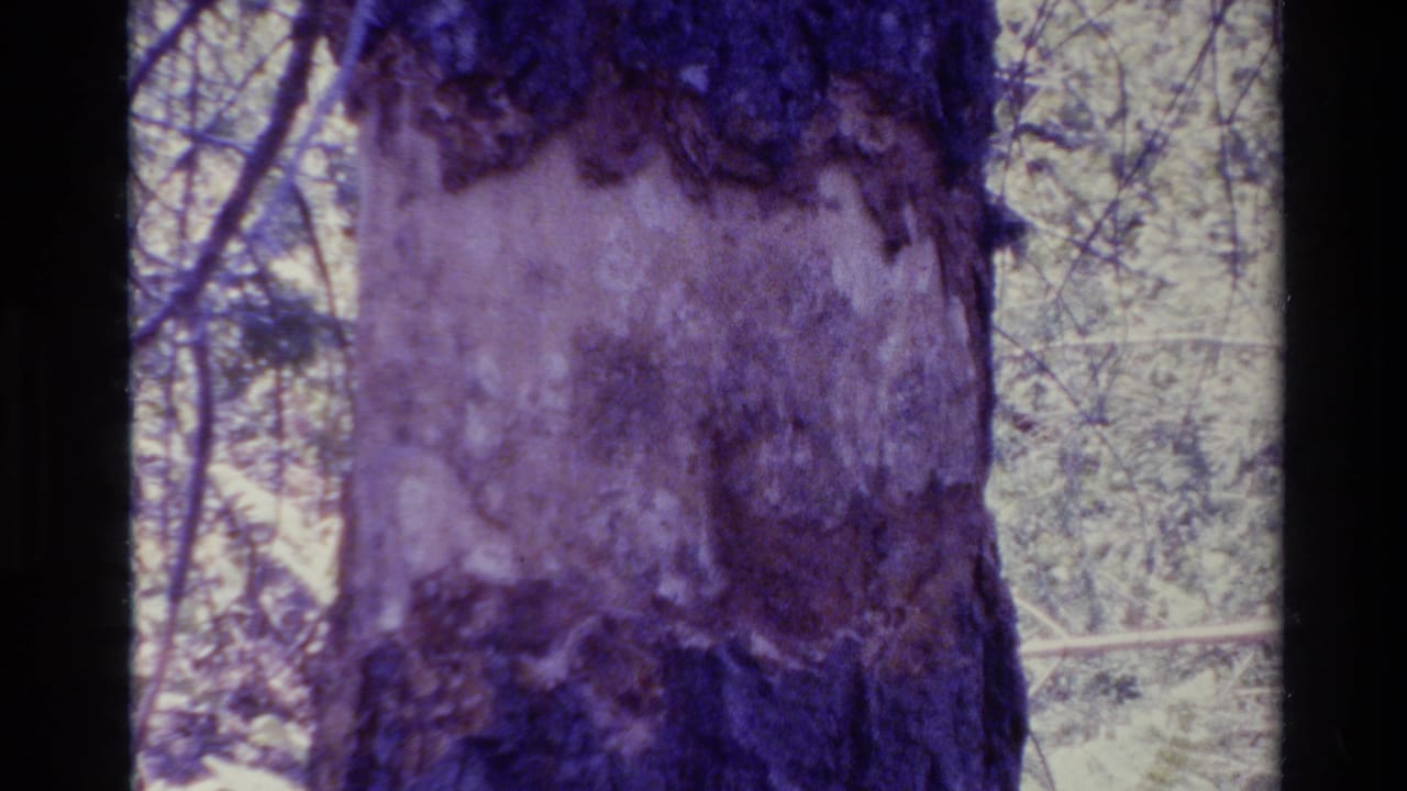 1980 Big Sur 8mm frame showing a damaged tree trunk with pale exposed wood and blurred forest foliage behind it.