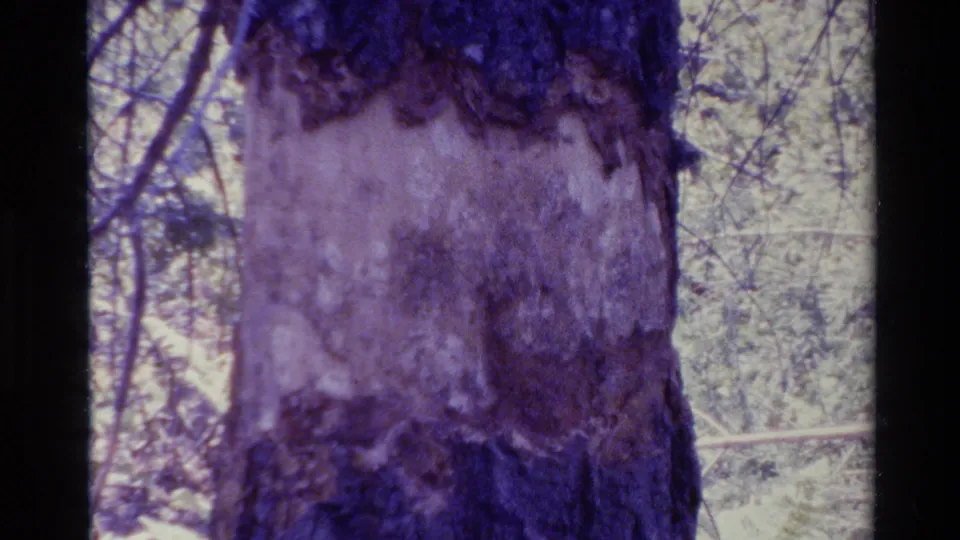 1980 Big Sur 8mm frame showing a damaged tree trunk with pale exposed wood and blurred forest foliage behind it.