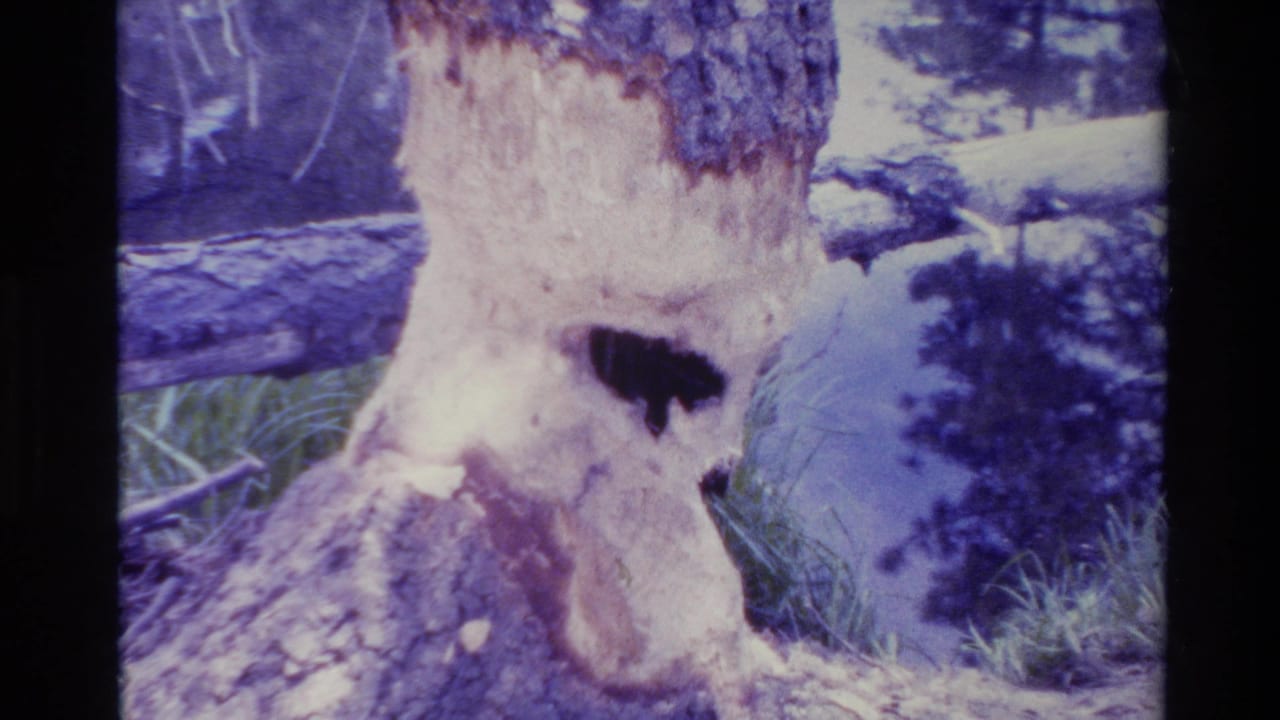 Tree base with stripped bark, dark hollow, fallen branch, grass, and water or shadowed ground nearby.