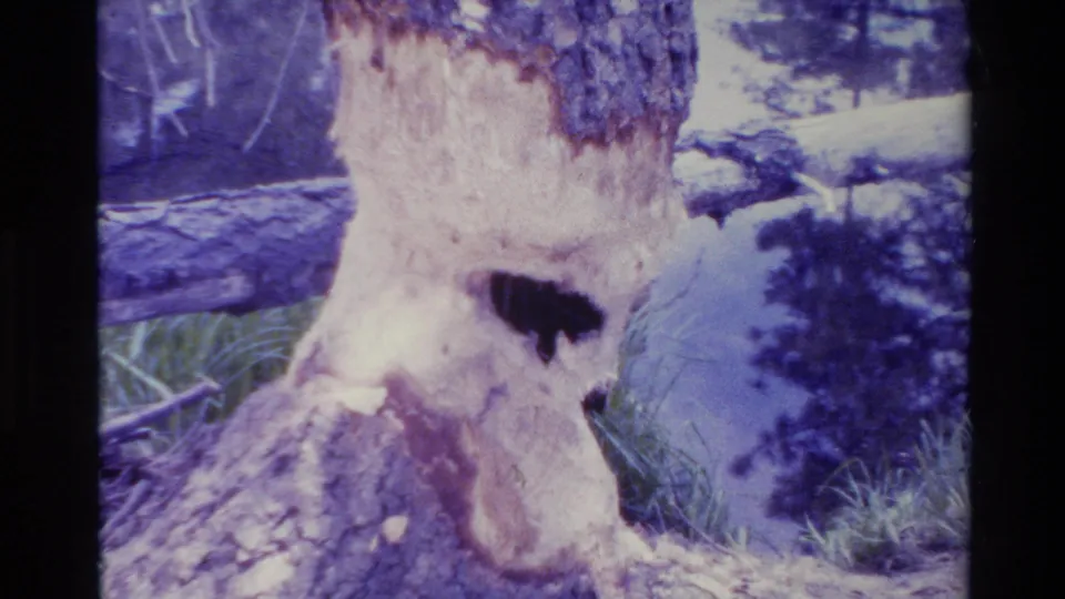 1980 Big Sur 8mm frame showing exposed wood and a dark hollow on a damaged tree near branches, grass, and a shadowed forest floor.