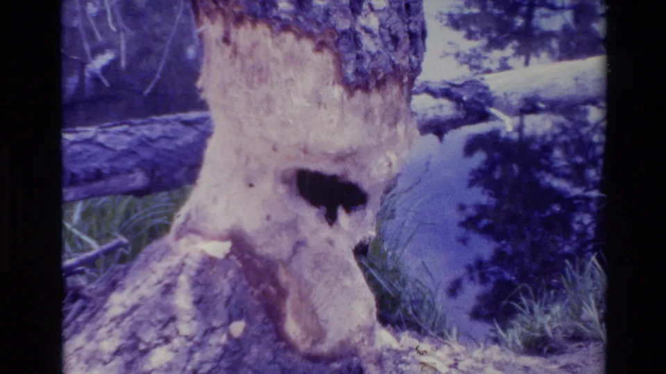 1980 Big Sur 8mm frame showing a close forest detail of a damaged tree trunk with missing bark and branches behind it.