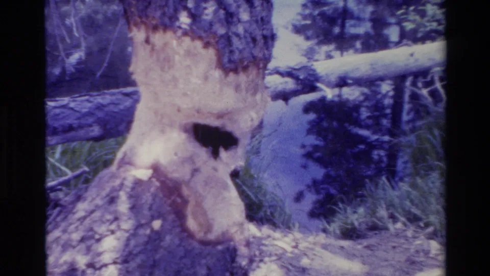 1980 Big Sur 8mm frame showing the damaged tree from a similar angle, with exposed pale wood, a dark hollow, and forest vegetation.