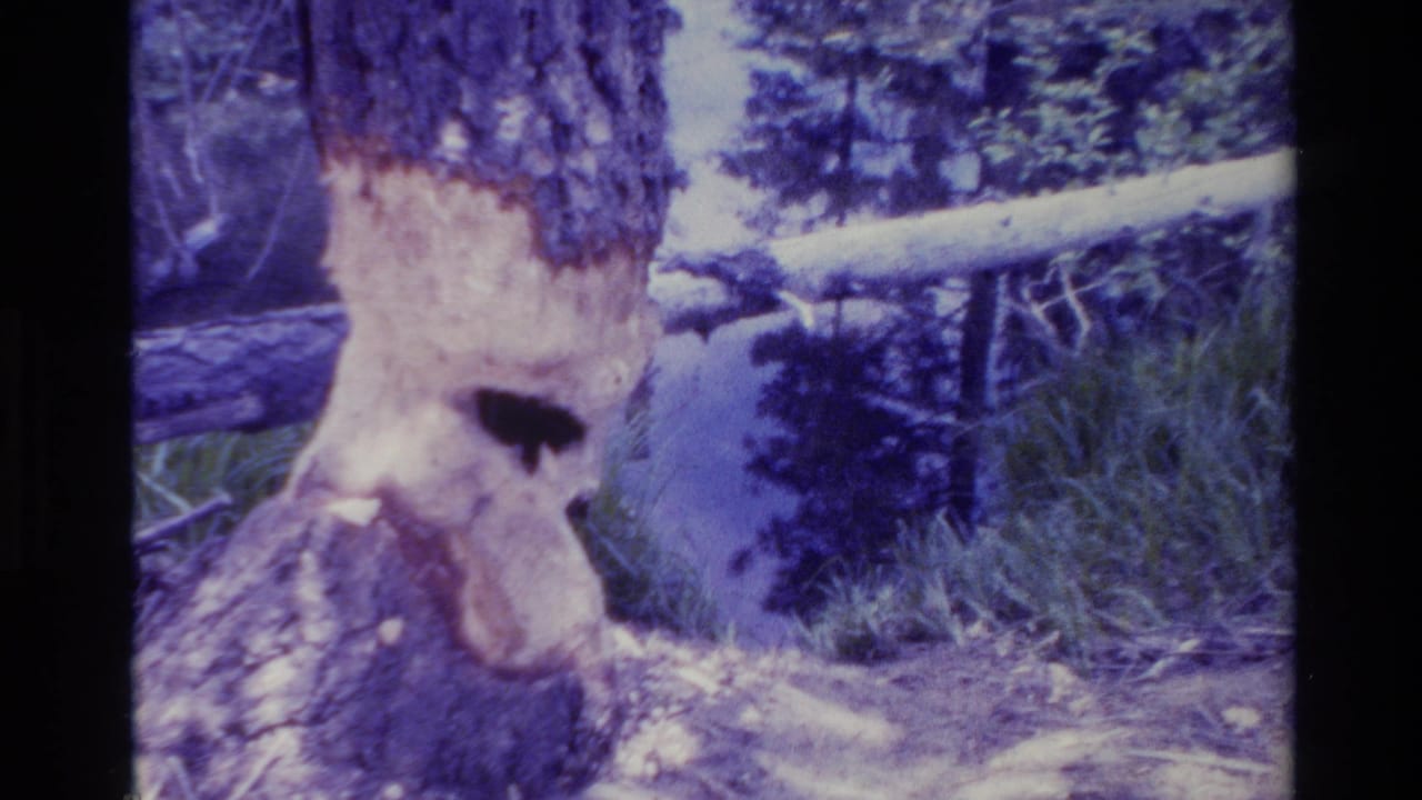 1980 Big Sur 8mm frame showing a heavily gnawed tree base near grasses, water, and shadowed woodland.