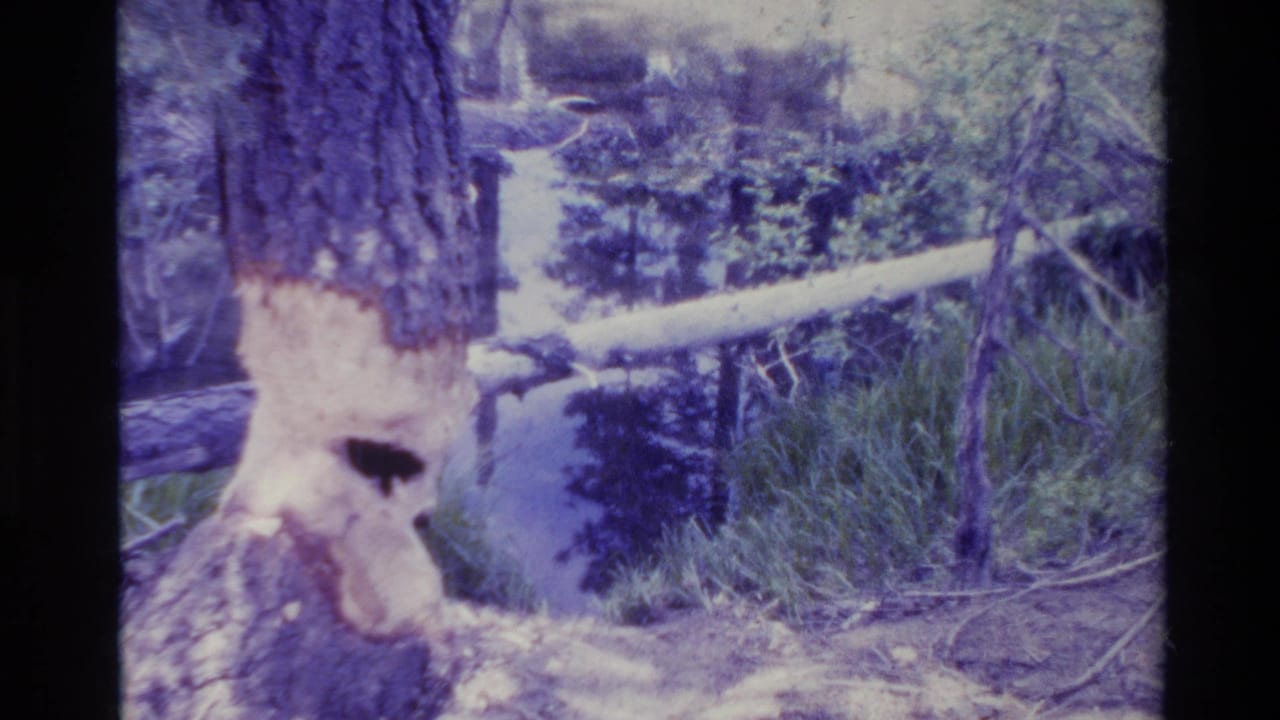 Damaged tree base with bark, pale wood, grasses, and forest water behind.