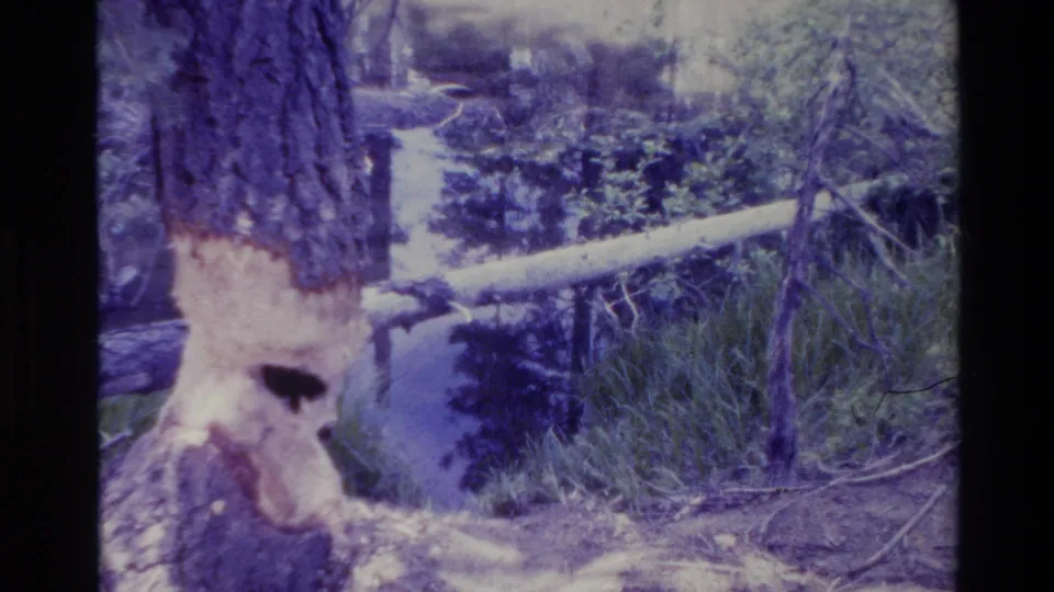 Big Sur 1980 8mm frame showing close tree-trunk damage, green grasses, and a wooded wetland backdrop.