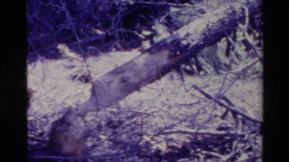 1980 Big Sur 8mm frame showing a fallen log with roots and branches across a forest floor.