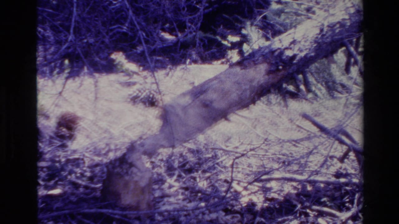 1980 Big Sur 8mm frame showing a cut tree trunk and stump amid pine needles, branches, and sunlit forest debris.