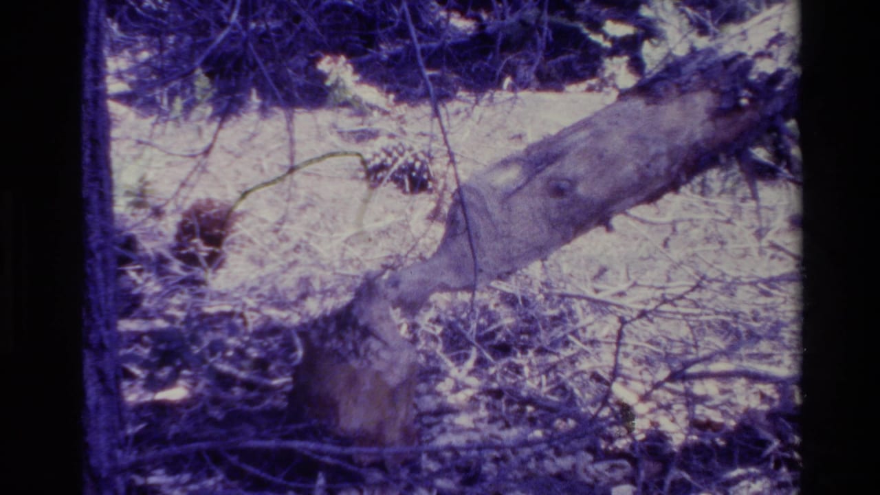 Cut tree trunk and stump on a pine-covered forest floor.
