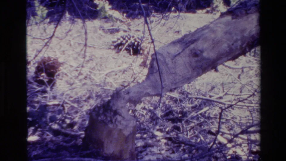 1980 Big Sur forest frame with the trunk crossing diagonally above a stump, with pine cones, needles, and twiggy ground cover.
