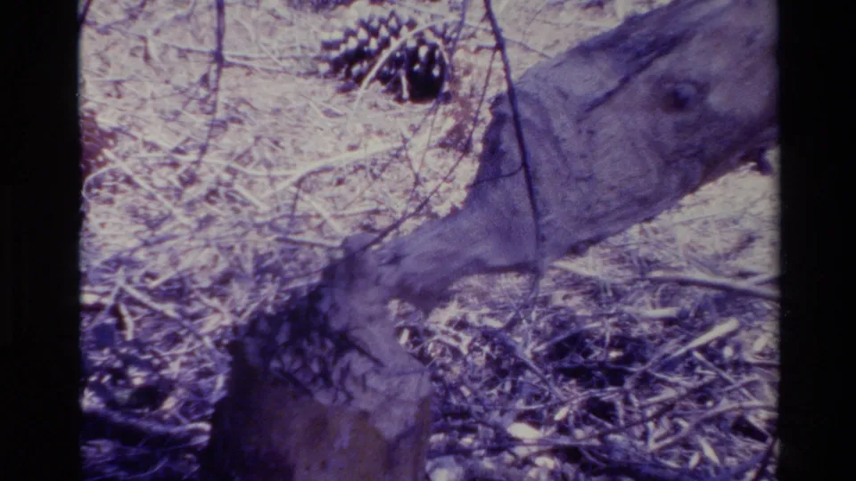 Close 8mm view of the felled Big Sur tree trunk, showing bark texture, cut base area, pine cones, branches, and faded purple color cast.