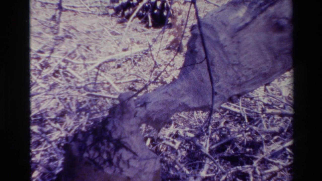 1980 Big Sur 8mm frame showing a dry forest floor with pine needles, twigs, sandy soil, and a pale curled plant form in soft purple-shifted color.