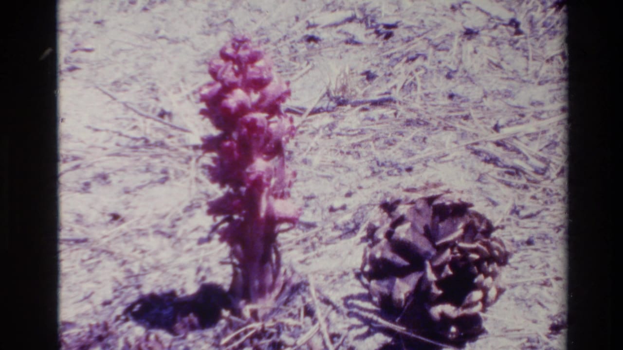 Red-purple upright plant growing from dry soil beside a dark pinecone and scattered pine needles.