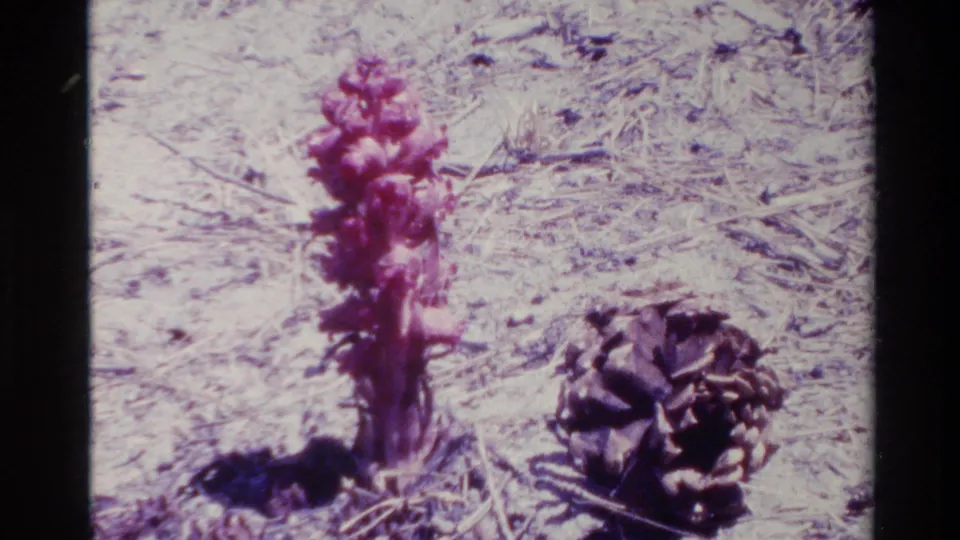 1980 Big Sur 8mm close-up of a red-purple wildflower-like plant beside a dark pinecone on dry, sunlit soil with pine needles.
