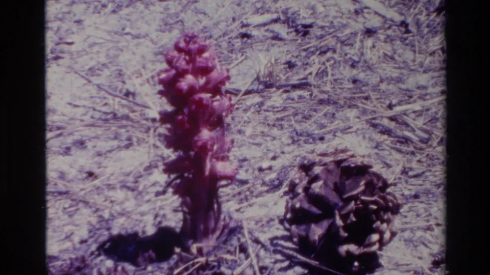 1980 Big Sur 8mm frame with the red-purple plant larger in view, a pinecone to the right, and dry needle-covered soil around it.