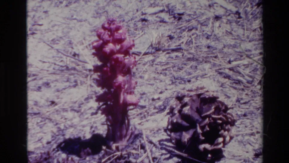 1980 Big Sur 8mm closing frame of a red-purple plant beside a pinecone on dry forest soil, with soft focus, grain, and dark frame edges.