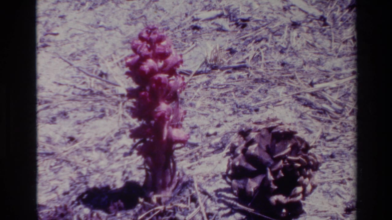 Wide 8mm frame of a purple wildflower and pinecone on dry ground in Big Sur, California, supported by clip metadata.