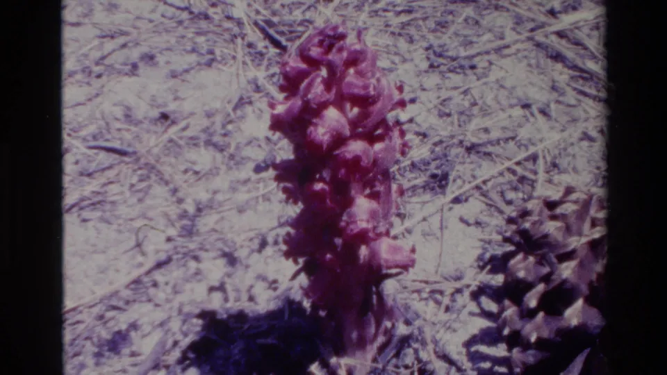 A closer centered view shows the purple wildflower rising from dry soil, with the pinecone partly cropped at the right.