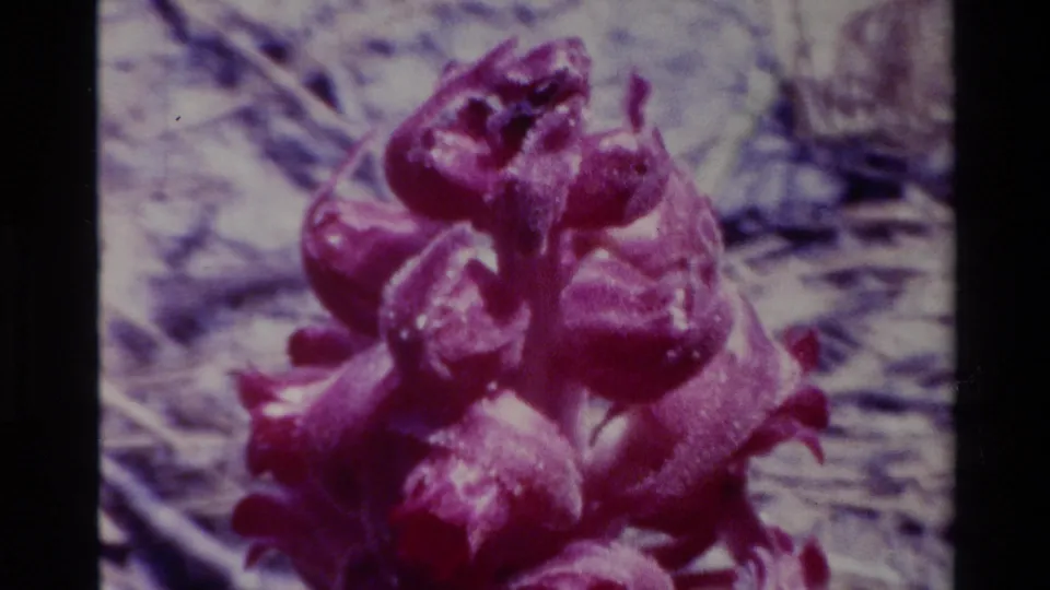 Soft 8mm close-up of the purple clustered blossoms, with dry ground blurred behind them in the Big Sur home-movie clip.
