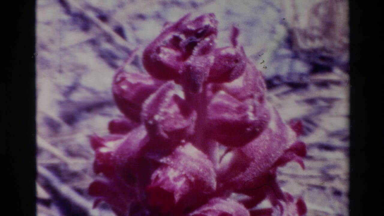 Close-up of a magenta-red flower cluster against pale dry stems.