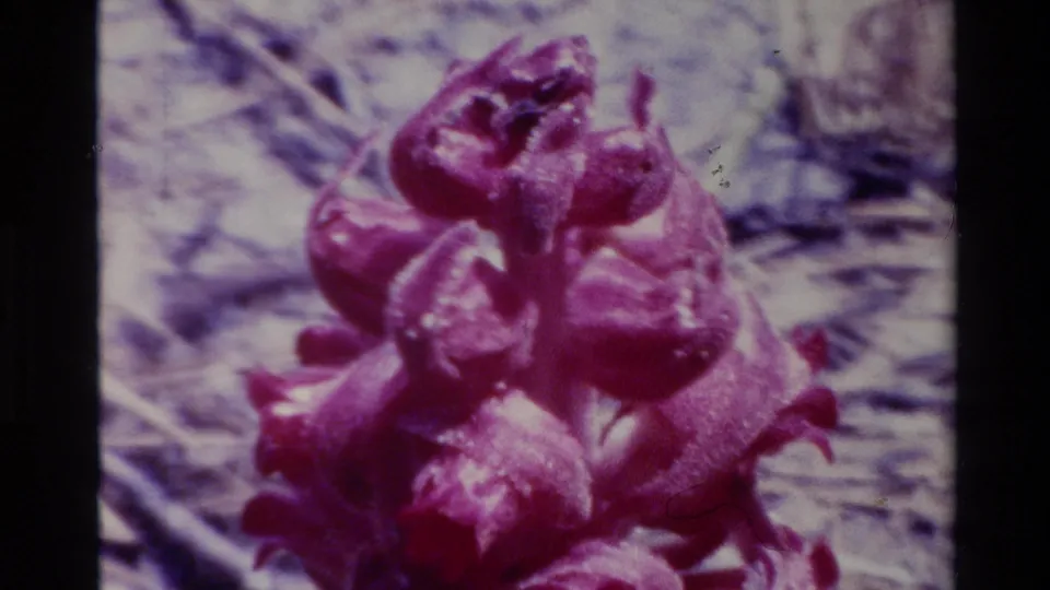 1980 Big Sur 8mm close-up of dense magenta-red blossoms with soft-focus dry vegetation behind them.