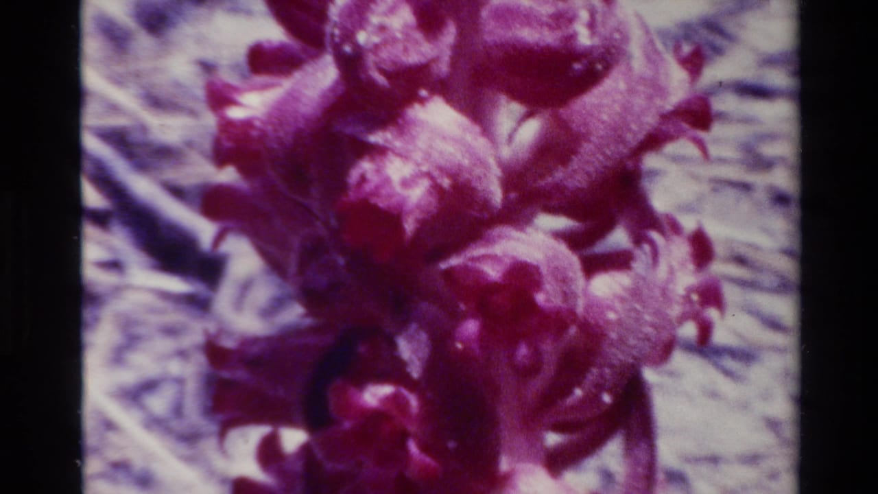 Red blossoms fill the frame with dry stems blurred behind them.
