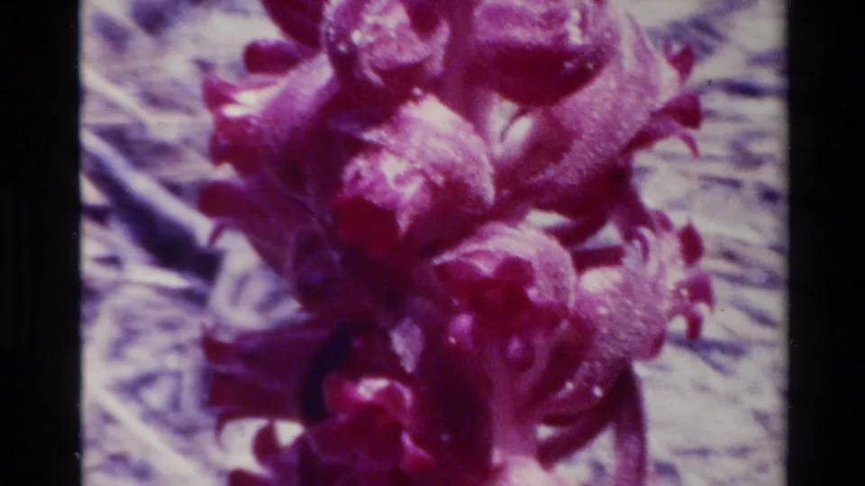 Big Sur home-movie frame showing a red flower cluster in close focus with pale stems and earthy ground behind it.