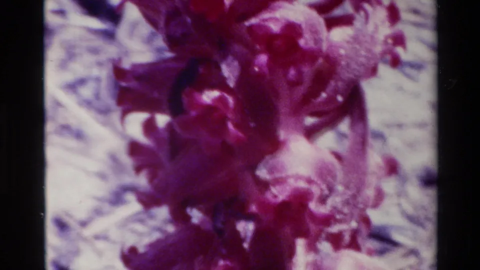 8mm close-up from Big Sur showing lower red blossoms, pale plant stems, and visible film grain.