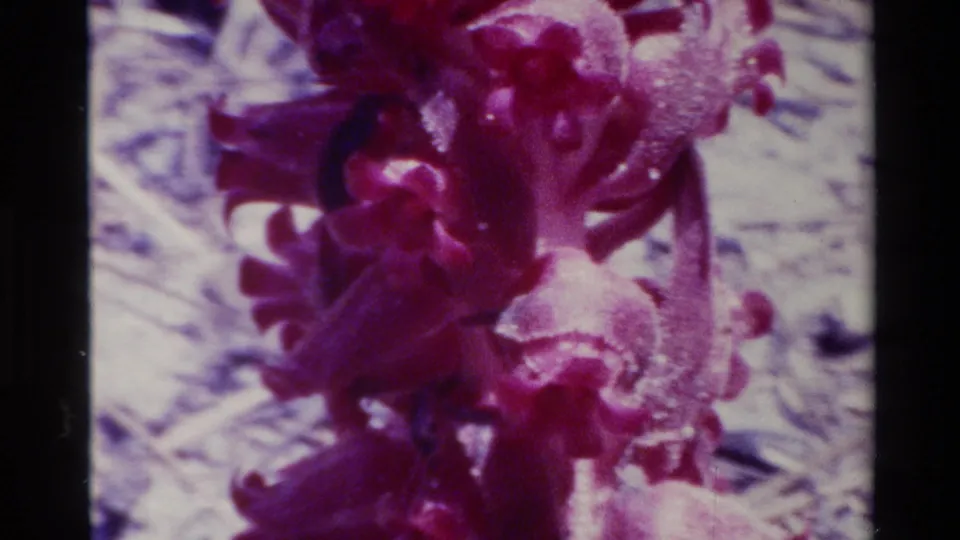 Final 1980 Big Sur frame holds on the magenta-red flower cluster with shallow focus and visible 8mm texture.