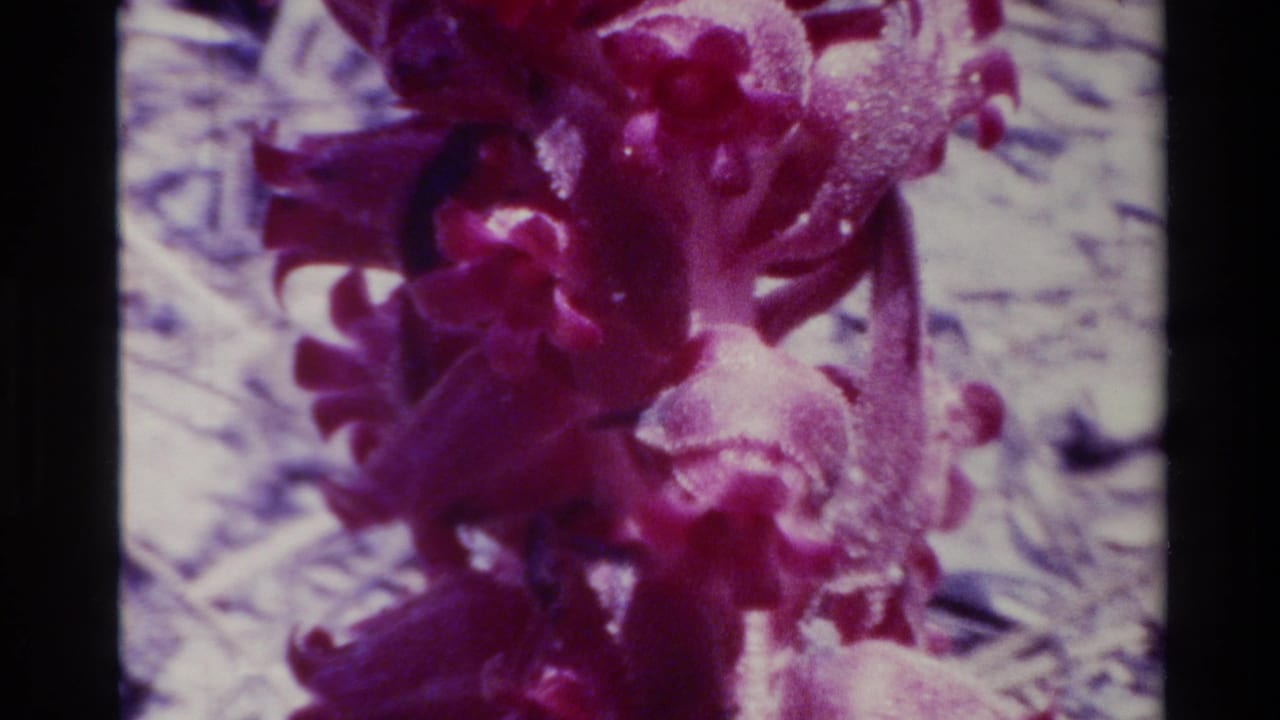 Big Sur 1980 8mm close-up of purple plant blooms, softly focused with strong magenta color and dark film edges.