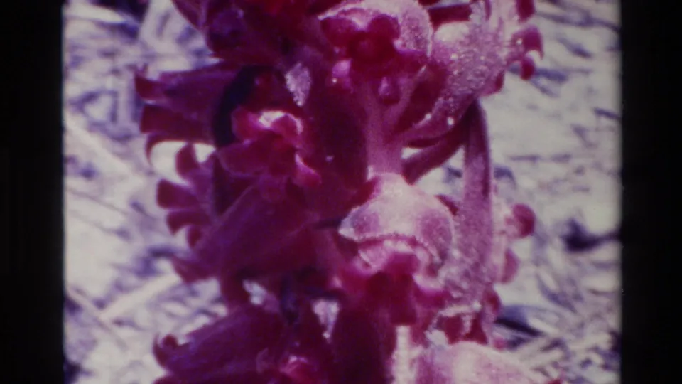 Big Sur 1980 8mm close-up of purple plant blooms, softly focused with strong magenta color and dark film edges.