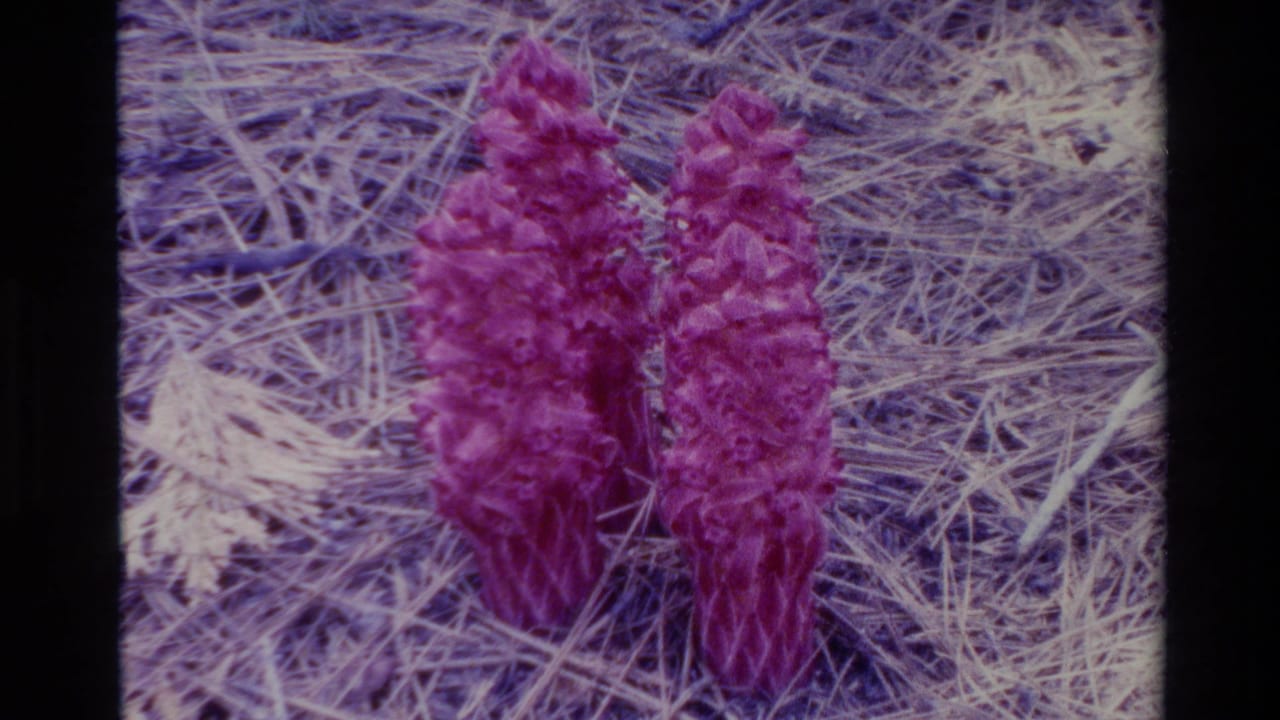 Big Sur 1980 8mm frame showing two purple cone-shaped blooms set against a bed of dry pine needles.