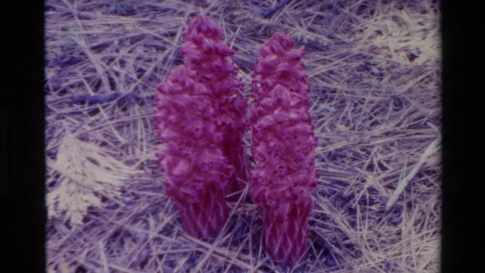 Big Sur 1980 8mm frame showing two purple cone-shaped blooms set against a bed of dry pine needles.