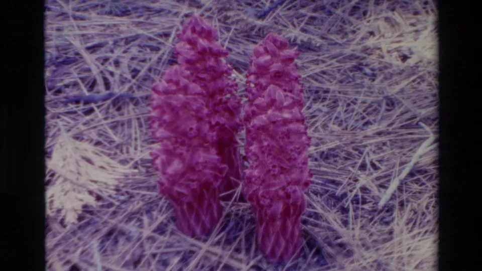 Big Sur 1980 8mm close view of paired purple forest blooms with textured surfaces and dry needle litter around them.