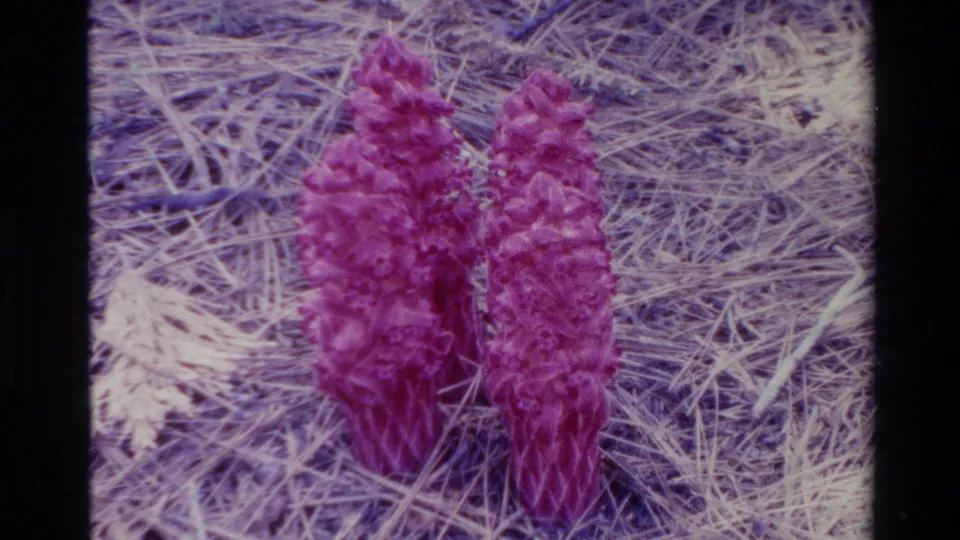 Big Sur 1980 8mm frame with paired magenta blooms centered amid pale pine needles and soft archival color.