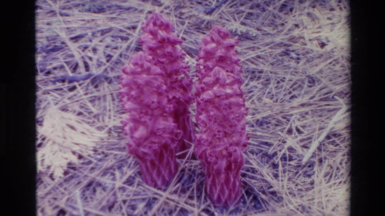Two pink cone-like flowers growing from dry pine needles.