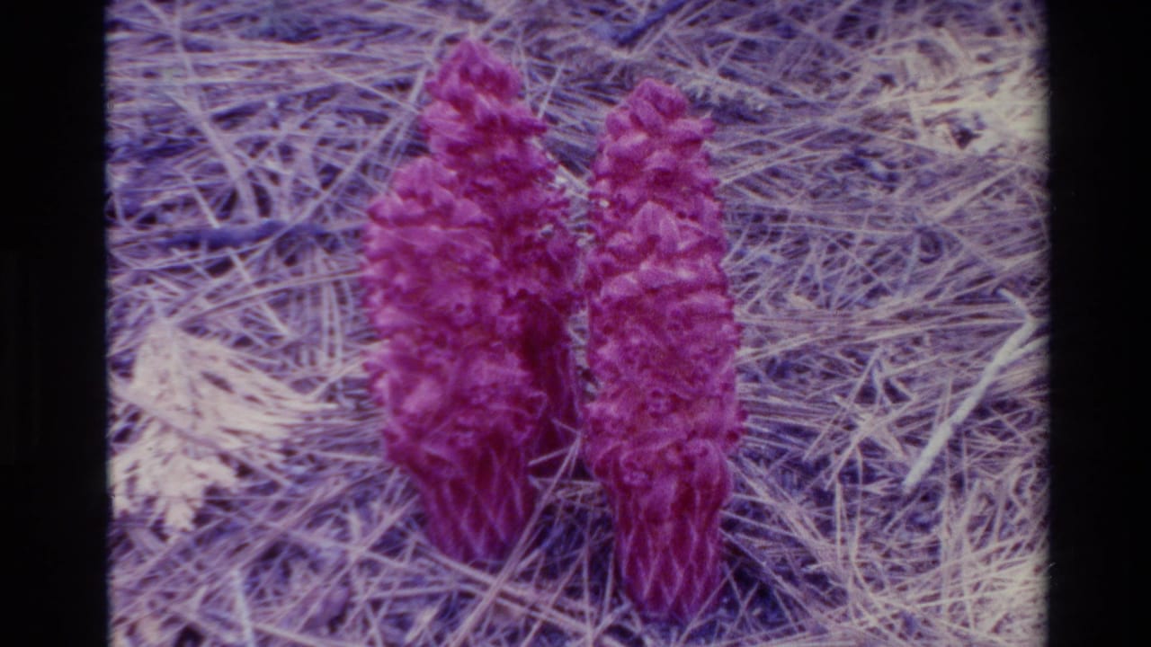 Pink flowers against a pale bed of dry pine needles.