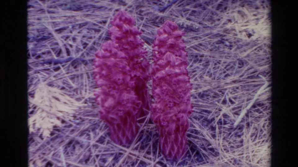 A slightly shifted 8mm frame shows two pink wildflowers on the pine-needle-covered ground in Big Sur, California.