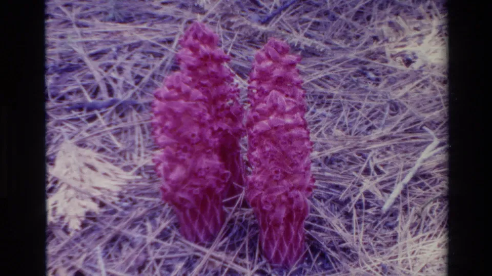 Close 1980 8mm view of two pink flowers surrounded by dry sticks and pine needles in the Big Sur wilderness setting.
