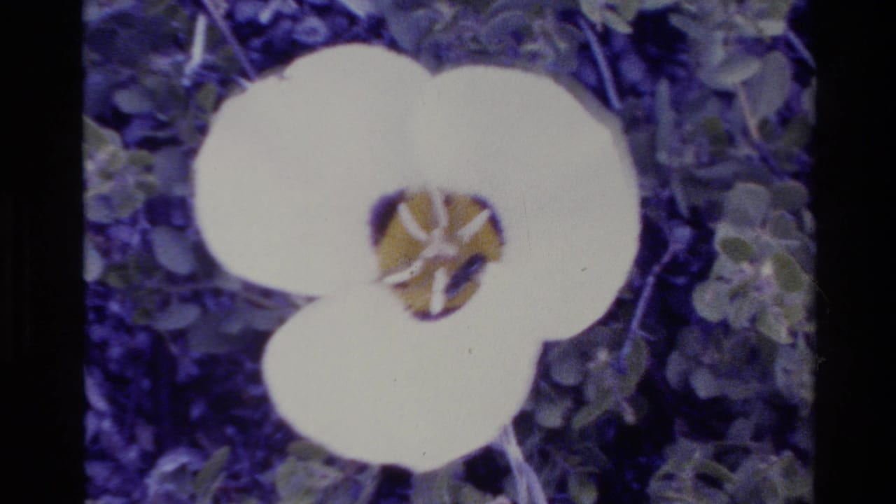 Close-up of a white flower with a yellow center among green foliage.