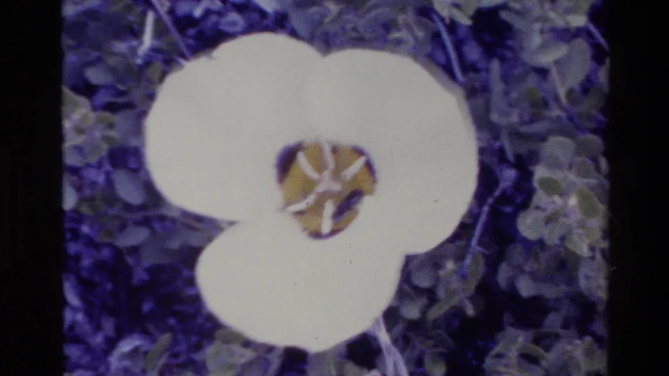 1980 Big Sur 8mm close-up of a white wildflower with a yellow center surrounded by green leaves.