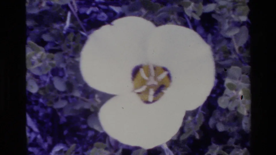 Close 8mm view of a white flower in Big Sur, with rounded petals, yellow center, and surrounding foliage.