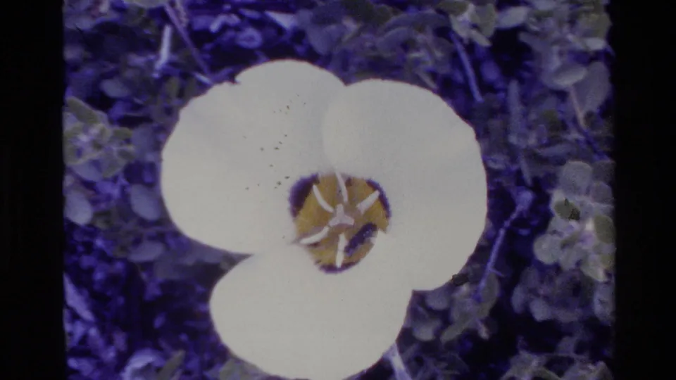 1980 Big Sur home-movie frame of a white wildflower close-up, with green foliage and small film specks visible.