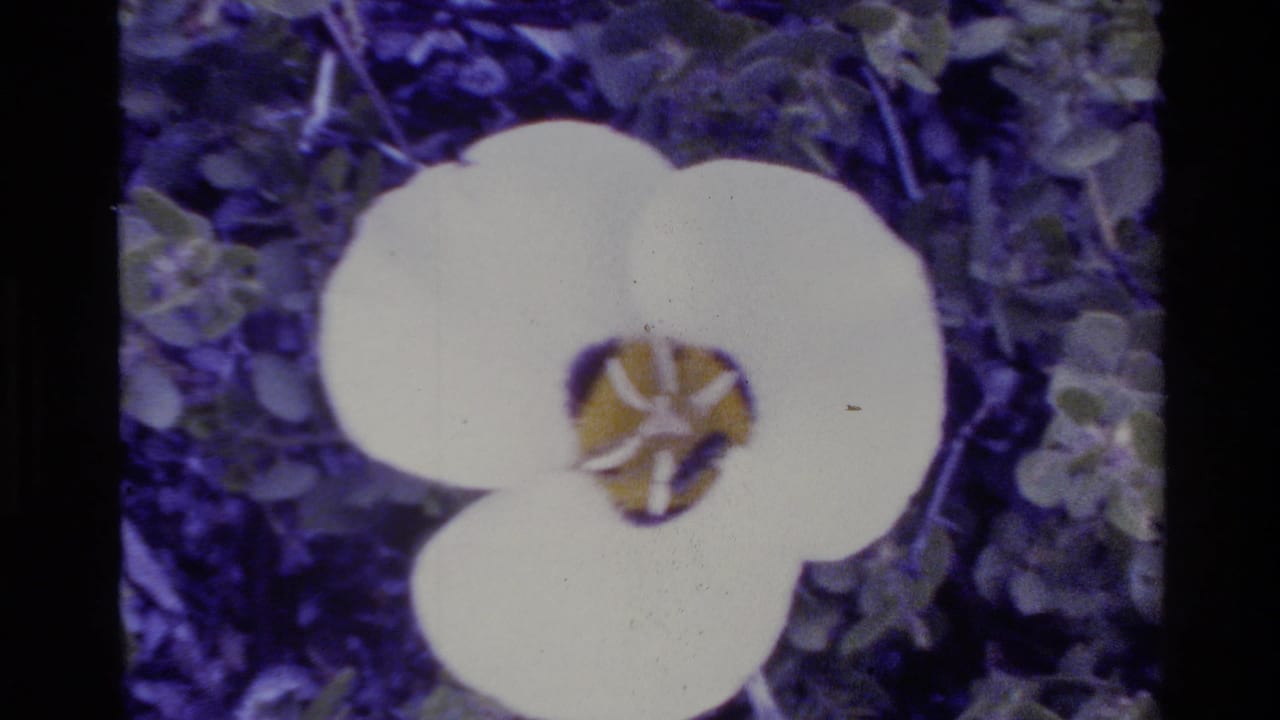 1980 Big Sur home-movie frame showing a white flower with a yellow center against leafy green and purple-toned background.